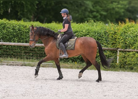 PRE Mix, Mare, 8 years, 15,3 hh, Brown