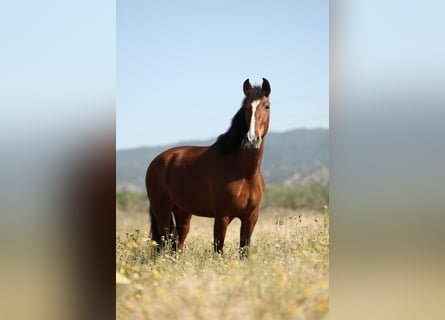 PRE Mix, Mare, 8 years, 16.1 hh, Brown