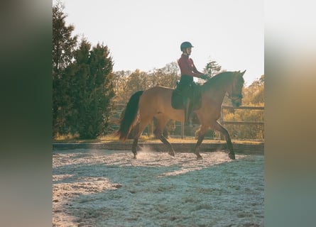PRE Mix, Mare, 8 years, 16 hh, Brown