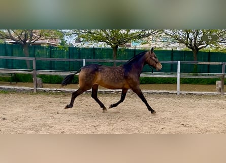 PRE Mix, Mare, 8 years, 16 hh, Dun