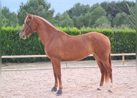 PRE Mix, Mare, 8 years, 16,1 hh, Chestnut-Red