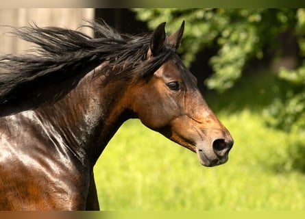 PRE Mix, Mare, 9 years, 15.2 hh, Brown