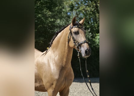 PRE Mix, Mare, 9 years, 15.3 hh, Dun