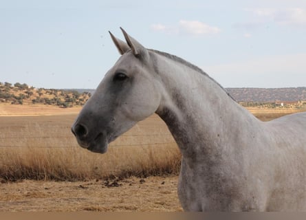 PRE Mix, Mare, 9 years, 15,1 hh, Grey