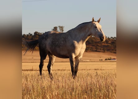 PRE, Mare, 9 years, 16.1 hh, Grey-Dapple