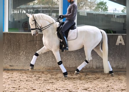 PRE Mix, Mare, 9 years, 16 hh, Grey