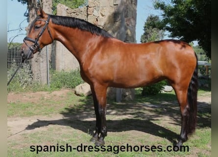 PRE Mix, Mare, 9 years, 16,1 hh, Brown