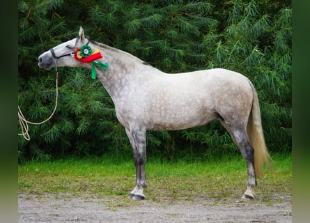 PRE Mix, Mare, 9 years, 16,1 hh, Gray