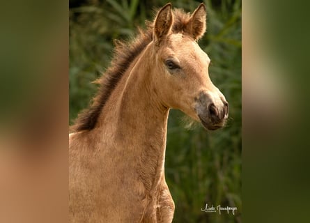 PRE, Mare, Foal (01/2024), 11.2 hh, Buckskin