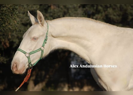 PRE, Mare, Foal (11/2025), 14,2 hh, Perlino