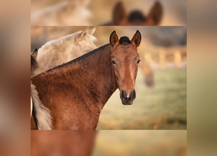 PRE, Mare, , 15,2 hh, Brown