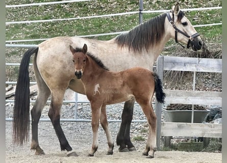 PRE, Mare, Foal (02/2026), 15.2 hh, Brown