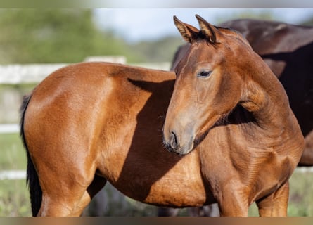 PRE, Mare, Foal (09/2024), 15,2 hh, Brown