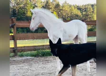 PRE, Mare, Foal (04/2026), 15.2 hh, Cremello