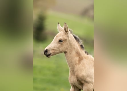 PRE, Mare, Foal (04/2026), 15.2 hh, Dun