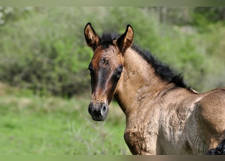 PRE, Mare, Foal (04/2024), 15,2 hh, Gray