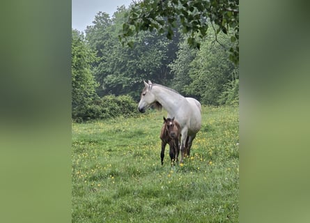 PRE, Mare, Foal (01/2026), 15.2 hh, Grey