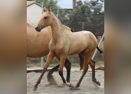 PRE, Mare, Foal (03/2026), 15.3 hh, Buckskin