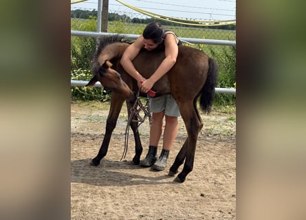 PRE, Mare, Foal (06/2025), 15,2 hh, Brown