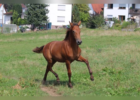 PRE, Stute, Fohlen (03/2024), 16,2 hh, Brauner