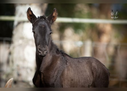 PRE, Mare, Foal (03/2026), 16 hh, Black