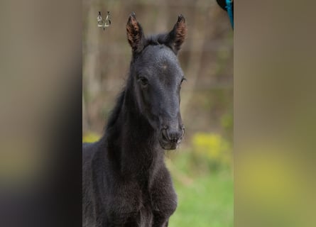 PRE Mix, Mare, Foal (03/2026), 16 hh, Black