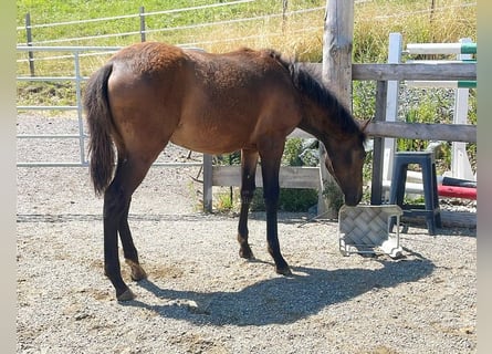 PRE, Mare, , 16 hh, Brown