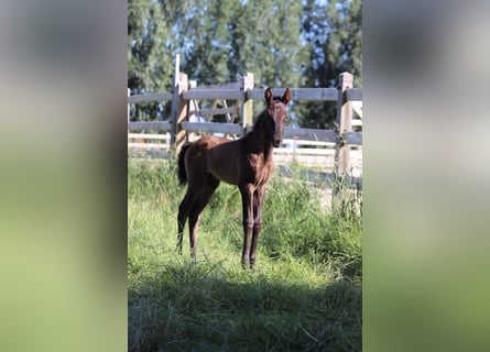 PRE, Mare, Foal (05/2026), 16 hh, Brown