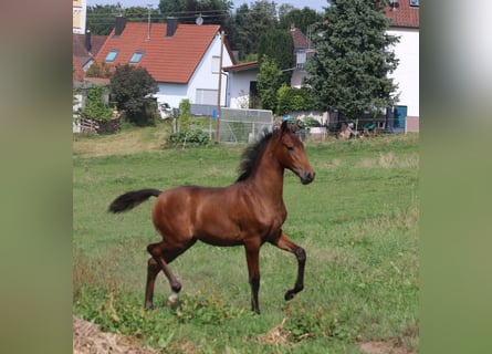 PRE, Stute, Fohlen (05/2024), 16 hh, Brauner