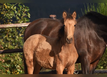 PRE, Mare, Foal (05/2024), 16 hh, Buckskin