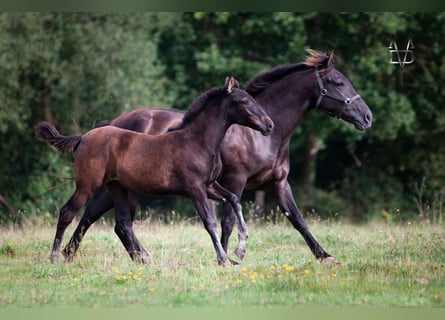 PRE, Mare, Foal (04/2024), 16 hh