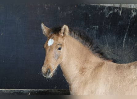 PRE, Mare, Foal (02/2024), 16 hh, Dun