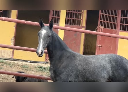 PRE, Mare, Foal (09/2024), 16 hh, Gray