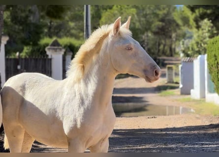 PRE, Mare, Foal (05/2024), 16 hh, Perlino