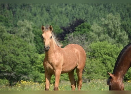 PRE, Mare, Foal (03/2025)