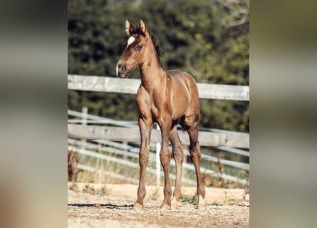 PRE, Mare, Foal (08/2026), Black