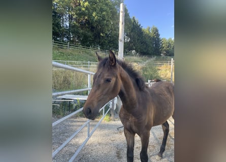 PRE, Mare, Foal (01/2025), Brown
