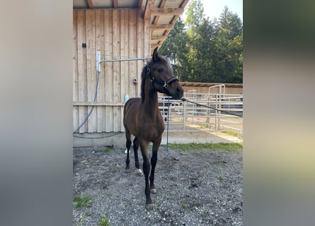 PRE, Mare, Foal (01/2025), Brown