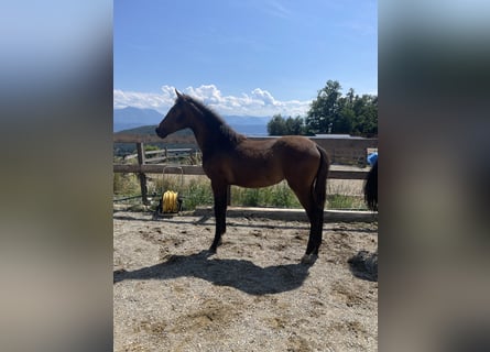 PRE, Mare, , Brown
