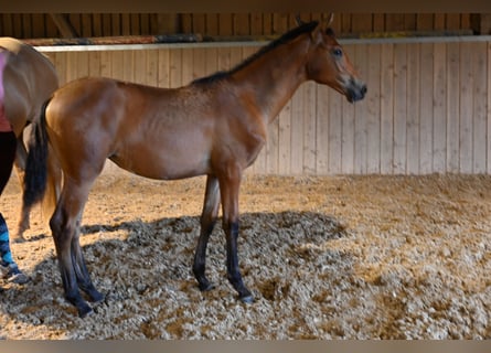PRE, Mare, Foal (03/2025), Brown