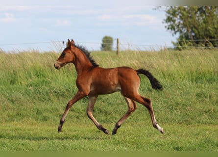 PRE, Mare, , Brown