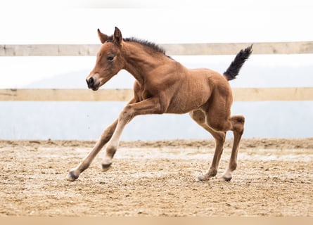 PRE, Mare, Foal (02/2026), Brown