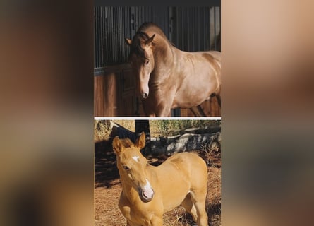 PRE, Mare, Foal (09/2025), Champagne