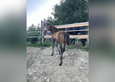 PRE, Mare, , Dun