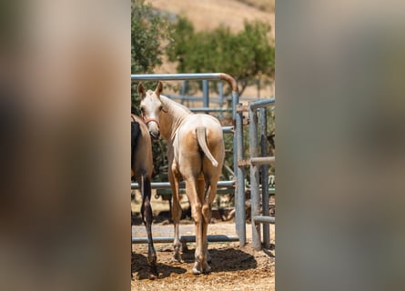 PRE, Mare, Foal (01/2025), Palomino