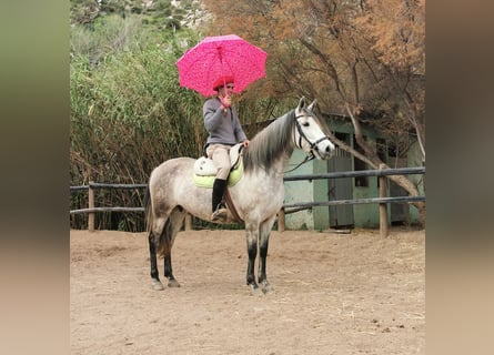 PRE Mix, Merrie, 10 Jaar, 155 cm, Schimmel