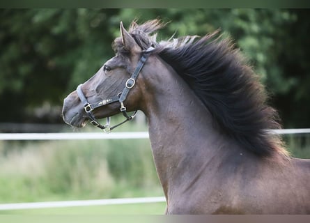 PRE Mix, Merrie, 10 Jaar, 161 cm, Bruin