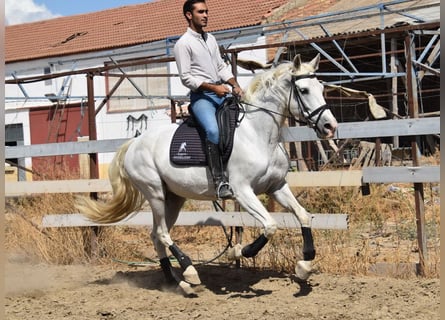 PRE, Merrie, 10 Jaar, 162 cm, Schimmel