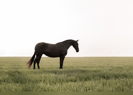 PRE, Merrie, 10 Jaar, 167 cm