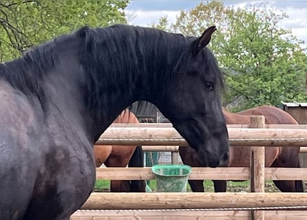 PRE Mix, Merrie, 10 Jaar, 170 cm, Zwart